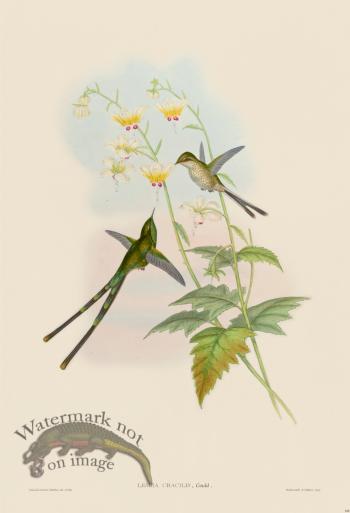 Gould Hummingbird 168